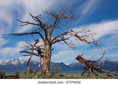 Interesting tree broken by age and time with view of beautiful Lake Tahoe and Mt. Tallac behind.