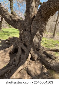 Interestingly shape tree trunk close up