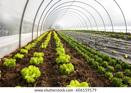 Interior of an agricultural greenhouse or tunnel with long rows of fresh green spring salad seedlings being cultivated for the table with lettuce and corn salad