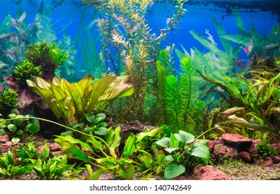 Interior aquarium. A green plant tropical freshwater aquarium