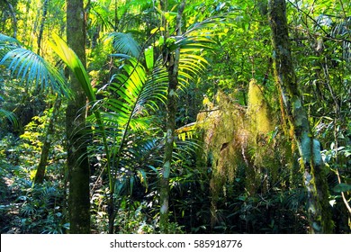 Interior Of Atlantic Rainforest At Sunset. Hi Res. A Fragmant Of Atlantic Rainforest Biodiversity At Sunset, Southern Brazil.   