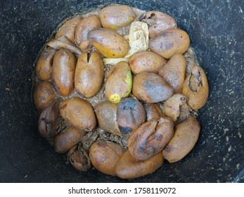 Interior Of A Black Plastic Compost Bin For Home Use With Food Scraps And Ripe Damage Mangoes Inside. Image May Contain Noise Or Grain.