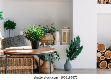 Interior Of Bright Living Room In Scandinavian Style With Coffee Table And Plants.