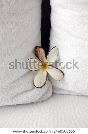 Interior close up photo view of a tiny narroe black hle space in between two 2 big large XXL soft comfortable comfort pillows with a white lotus flower plant with 5 soft petals softness zen