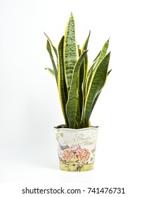 Interior Decoration. Sansevieria Trifasciata Or Snake Plant In Pot On A White Background