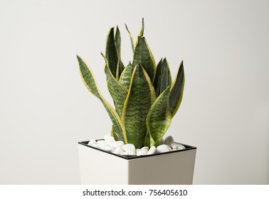 Interior Decoration. Sansevieria Trifasciata Or Snake Plant In Pot On A White Background