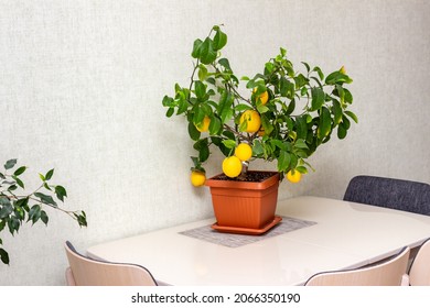 Interior Design Of Dining Room With Potted Decorative Lemon Tree On The Table. Ripe Indoor Growing Yellow Citrus Fruits. Elegant Home Decor, Template. Home Gardening Hobby