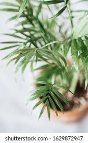 Interior Design Parlor Palm Indoor Plant