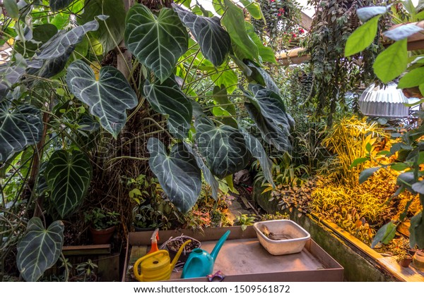 Interior Greenhouse Bright Tropical Plants Flowers Stock