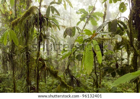 Interior of humid cloudforest with mist blowing through, on the coastal range in western Ecuador