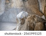 Interior of the large hall of old Karain cave, hidden in Mediterranean region. Confirms human habitation since the early Paleolithic age between 150.000 and 200.000 years ago. Yagca, Antalya, Turkey.