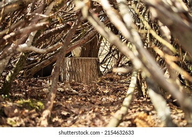 Interior Of Lean-to Tree Fort Treehouse Tree House An Adolescent Girl Built