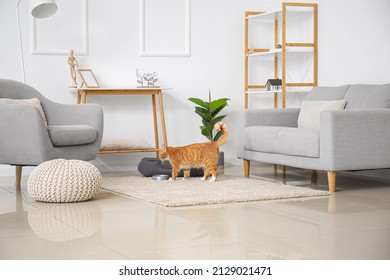 Inneres helles Wohnzimmer mit Bett für Haustiere und süße rote Katze