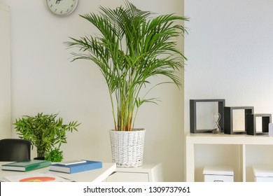 14,710 Areca Palm Images, Stock Photos & Vectors | Shutterstock