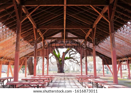 Interior of an old barn that is converted into a picnic shelter in the South Natomas neighborhood of Sacramento, CA, USA.  A giant mossy oak tree in the clearing fog is framed by the barn's opening.