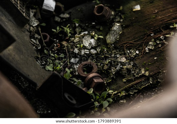 Interior of old car\
coated with\
vegetation.