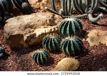 große Nadeln Umwelt Natur