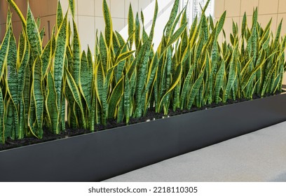 Interior Photography Of Corporate Office Entrance Lobby With Concrete Flooring And Planter Boxes With Sansevieria Plants. Beautiful Sansevieria Plant In Pot. Nobody, Selective Focus