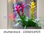 Interior of the room is decorated with flowers Guzmania  in large pots. Bromeliaceae Family, Guzmania - grass, evergreen and heat-loving tropical  plant. Copy space