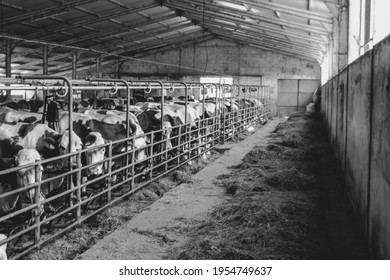 79,092 Vintage cow Images, Stock Photos & Vectors | Shutterstock