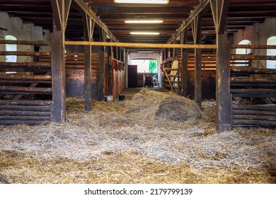 Interior of stable in horse breeding in Florianka, Zwierzyniec, Roztocze, Poland. Clean hay lying down on the floor. Stalls for horses in the background
