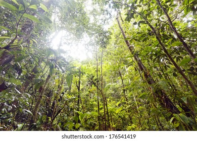 Amazon basin Images, Stock Photos & Vectors | Shutterstock