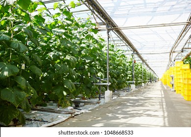 Interior Of Vast Modern Hothouse With Wide Aisle And Cucumber Vegetation Along It