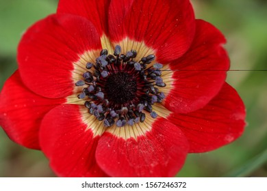 Interior view of a flower
