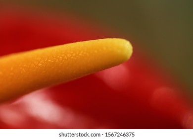 Interior view of a flower