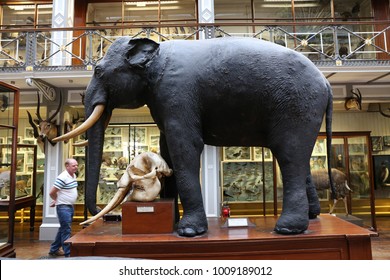 Interior View Of The Natural History Museum Of Dublin Ireland, Also Called The Dead Zoo. Many Stuffed Animals Presented In Large Ancient Decorated Halls. Glass Cages. Picture Taken On 7th August 2016.