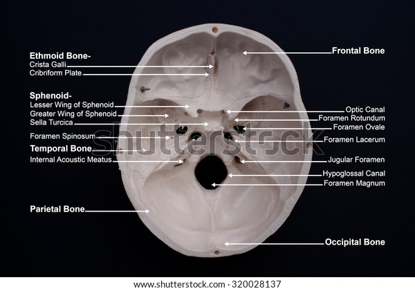 Interior View Skull Labelled Stock Photo Edit Now 320028137