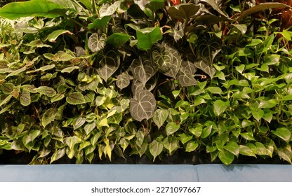 Interior wall covered by various plants grown in hydroculture - Shutterstock ID 2271097667