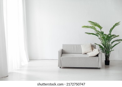 interior of a white room with a sofa window and a green palm tree
