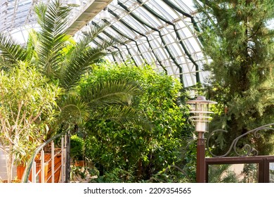 The Interior Of The Winter Garden With Evergreen Plants, Palm Trees, With A Glass Roof