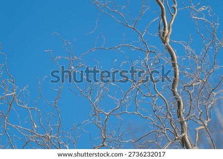 Interlaced branches creating intricate linework, graphic composition against vivid sky, pattern focus, inspiration for textile and surface design, modern minimalist aesthetic
