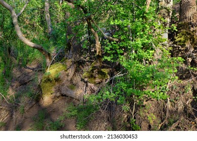 The Interlacing Of Roots At The Bottom Of Tree Trunks Against The Background Of Green Grass And Leaves.