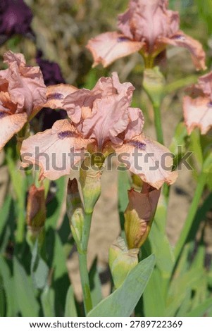 Intermediate bearded iris flower with pale orchid pink standards and white falls featuring orchid pink veining and edges - latin name - Iris Lingering