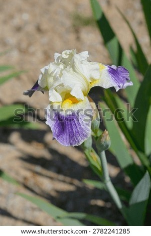 Intermediate Bearded Iris white and lavender flower - Latin name - Iris Bering Sea