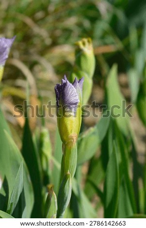 Intermediate Bearded Iris white and lavender flower bud - Latin name - Iris Bering Sea
