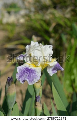 Intermediate Bearded Iris white and lavender flower - Latin name - Iris Bering Sea