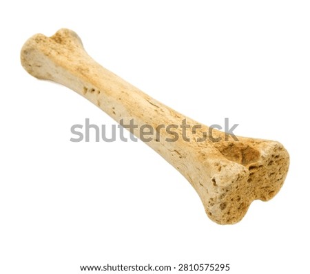 Intermediate Cuneiform Intermediate Cuneiform B Isolated On White Background