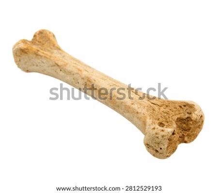 Intermediate Cuneiform Intermediate Cuneiform B Isolated On White Background