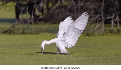 Intermediate egret (Ardea intermedia) bird fishing at water lake.
