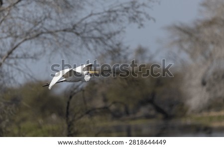 Intermediate egret (Ardea intermedia) bird flying in sky.