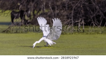 Intermediate egret (Ardea intermedia) bird fishing at water lake.