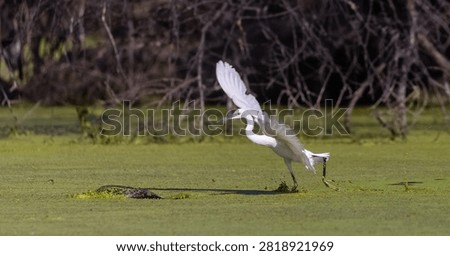 Intermediate egret (Ardea intermedia) bird fishing at water lake.