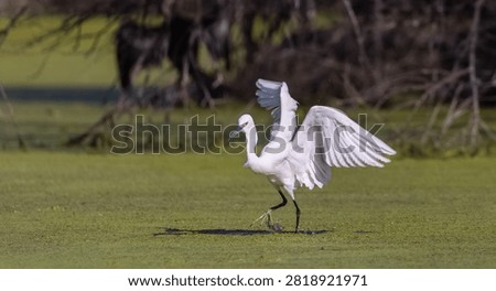 Intermediate egret (Ardea intermedia) bird fishing at water lake.