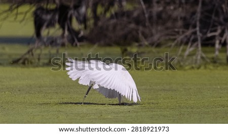 Intermediate egret (Ardea intermedia) bird fishing at water lake.