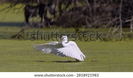 Intermediate egret (Ardea intermedia) bird fishing at water lake.