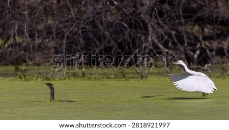 Intermediate egret (Ardea intermedia) bird fishing at water lake.